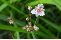 Butomus umbellatus
