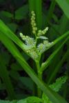 Sparganium erectum