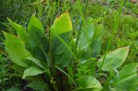 Alisma plantago-aquatica