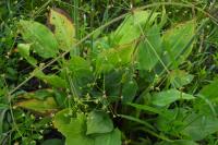 Alisma plantago-aquatica