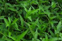 Persicaria hydropiper