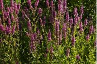 Lythrum salicaria