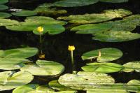 Nuphar lutea