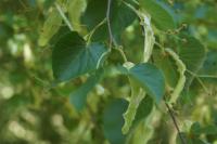 Tilia cordata