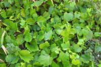 Vitis vinifera