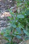 Scrophularia nodosa