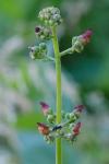 Scrophularia nodosa