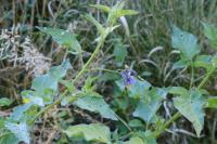 Solanum dulcamara