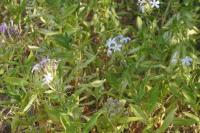 Saponaria officinalis