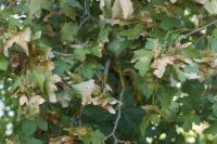 Acer campestre