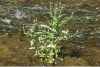 Veronica anagallis-aquatica