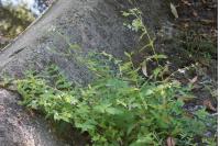 Scutellaria galericulata