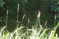 Phalaris arundinacea