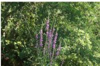 Lythrum salicaria