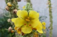 Verbascum thapsus