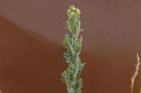 Jacobaea erucifolia