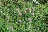 Dipsacus fullonum