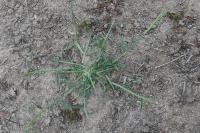 Digitaria sanguinalis