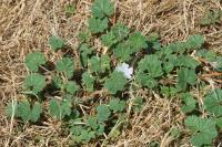 Malva neglecta