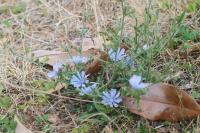 Cichorium intybus