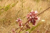 Origanum vulgare
