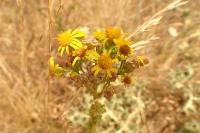 Jacobaea vulgaris