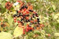 Viburnum lantana