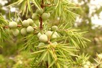 Juniperus communis