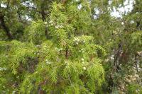 Juniperus communis