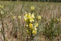 Linaria vulgaris