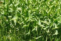 Sagittaria sagittifolia