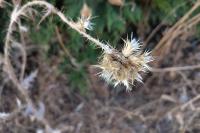 Carduus tenuiflorus