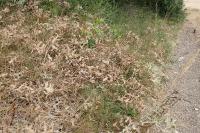 Eryngium campestre