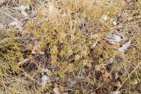 Teucrium chamaedrys