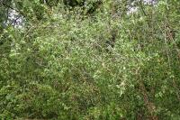 Rhamnus cathartica