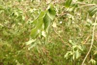 Rhamnus cathartica
