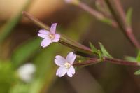 Epilobium parviflorum