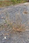 Melilotus albus
