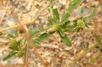Melilotus albus