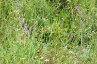 Lobelia urens