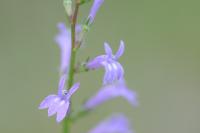 Lobelia urens