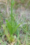 Lobelia urens
