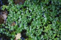 Myriophyllum verticillatum