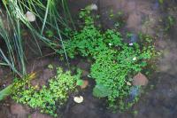 Myriophyllum verticillatum