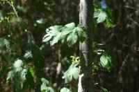 Humulus lupulus