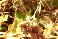 Centaurea