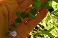 Scutellaria galericulata