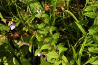 Scutellaria galericulata
