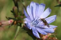 Cichorium intybus