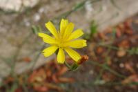 Chondrilla juncea